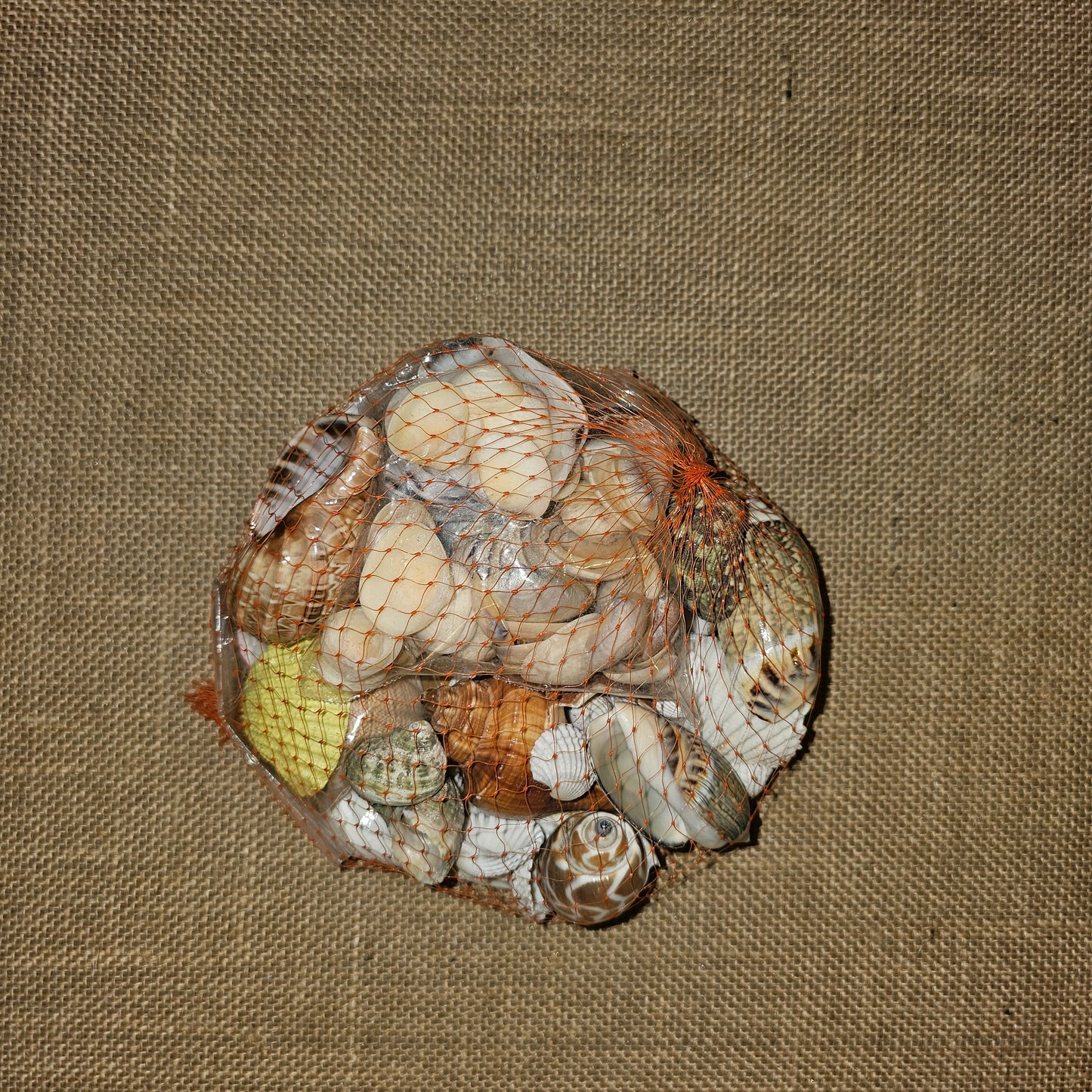 PS000010 - Assorted Sea shells - 450 Grams