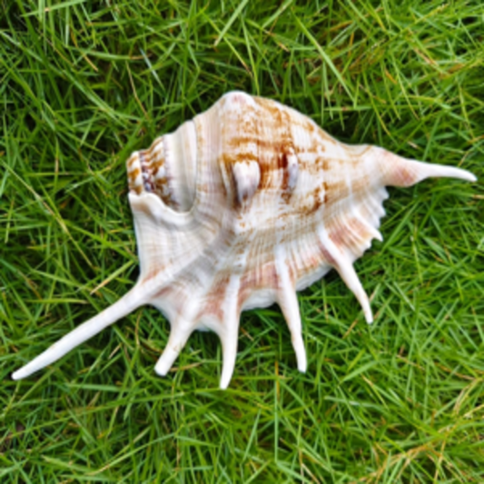 PS000006 - Natural Conch Brown