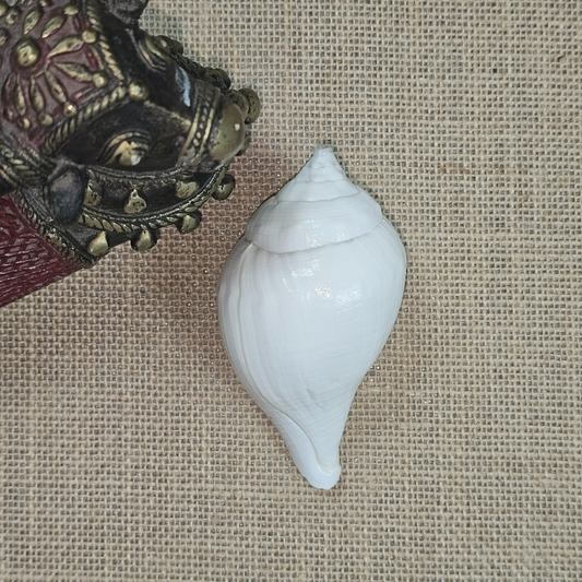 PS000005 - Natural Conch White