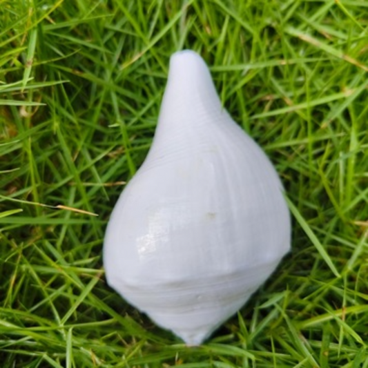 PS000005 - Natural Conch White