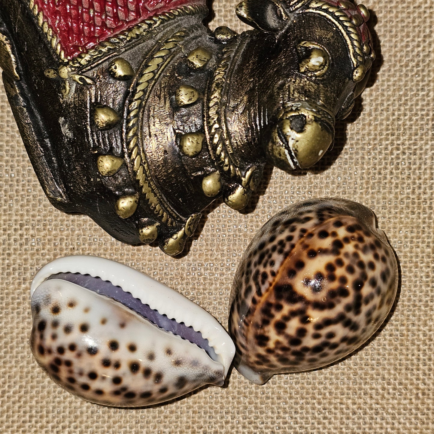 PS000007 - Tiger Cowrie (Single Piece)