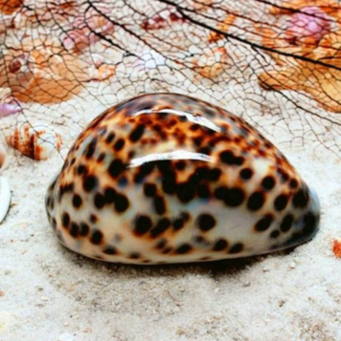 PS000007 - Tiger Cowrie (Single Piece)