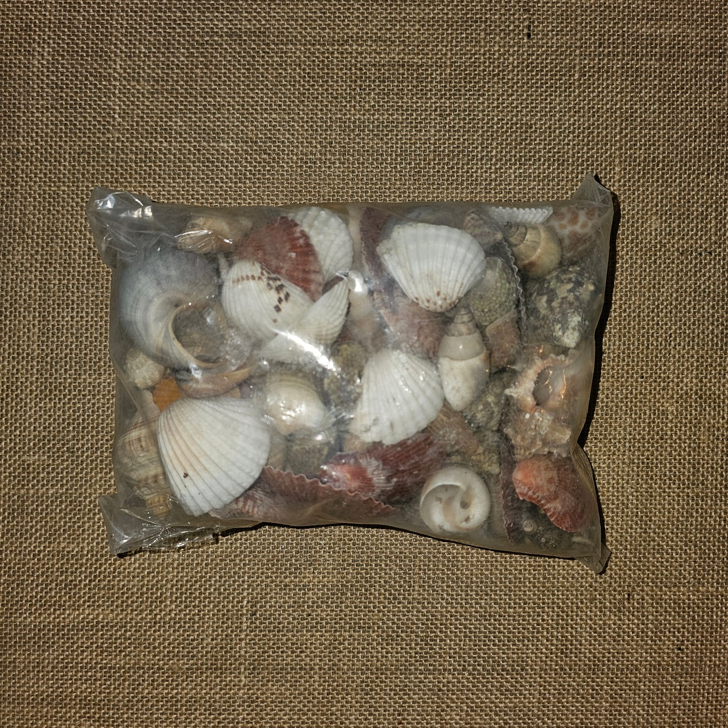 PS000008 - Assorted Sea shells - 500 Grams