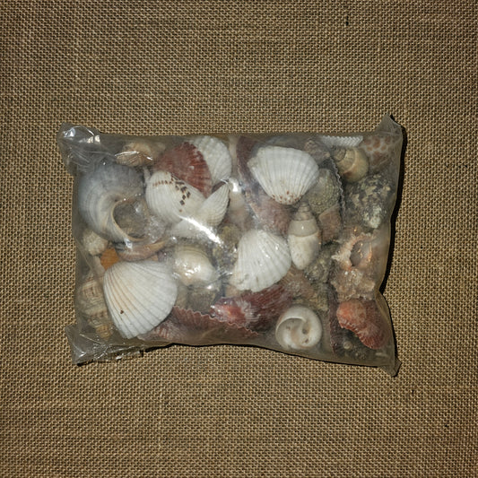 PS000008 - Assorted Sea shells - 500 Grams