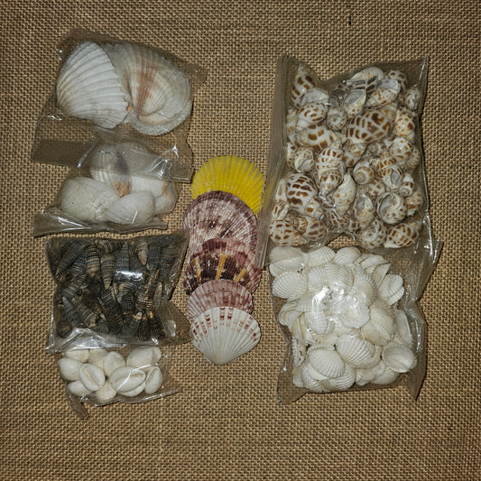 PS000009 - Assorted Sea shells 7 Different Type