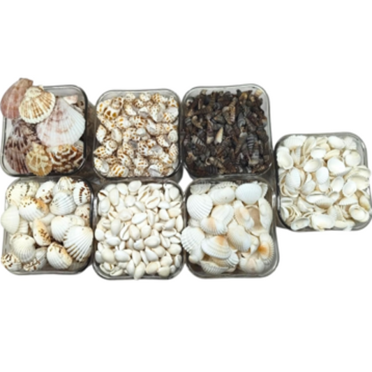 PS000009 - Assorted Sea shells 7 Different Type